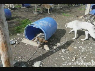Ushuaia - les chiens-1-