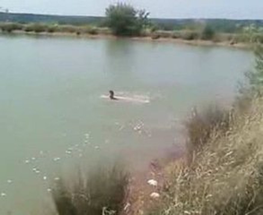 Sauper avant par dessus arbuste