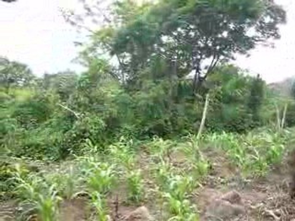 Capoeira en Guatelama - San Marcos la Laguna