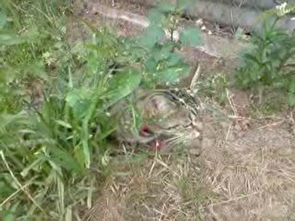 Chérie Cherry mange de l'herbe