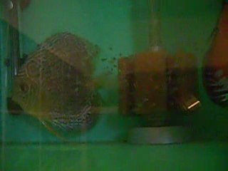 tefe snakeskın   pigeon bllod yavruları