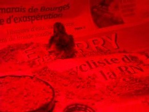 MA PREMIERE PETITE CAILLE NEE EN COUVEUSE.....
