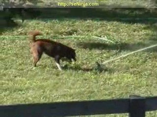 Dog Attacks Sprinkler