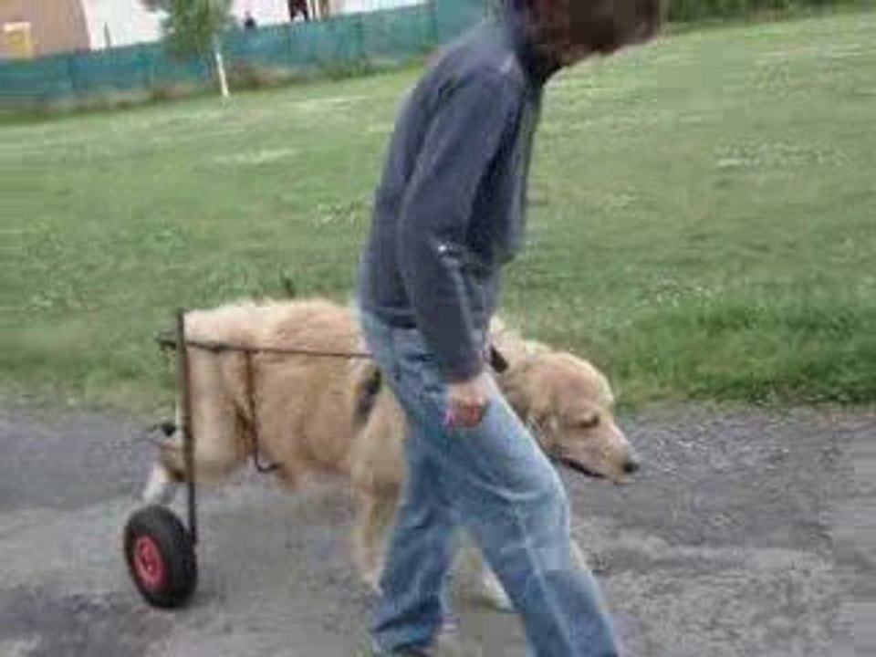 Rudy mon chien
