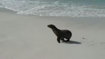 Lion de mer se promene sur la plage