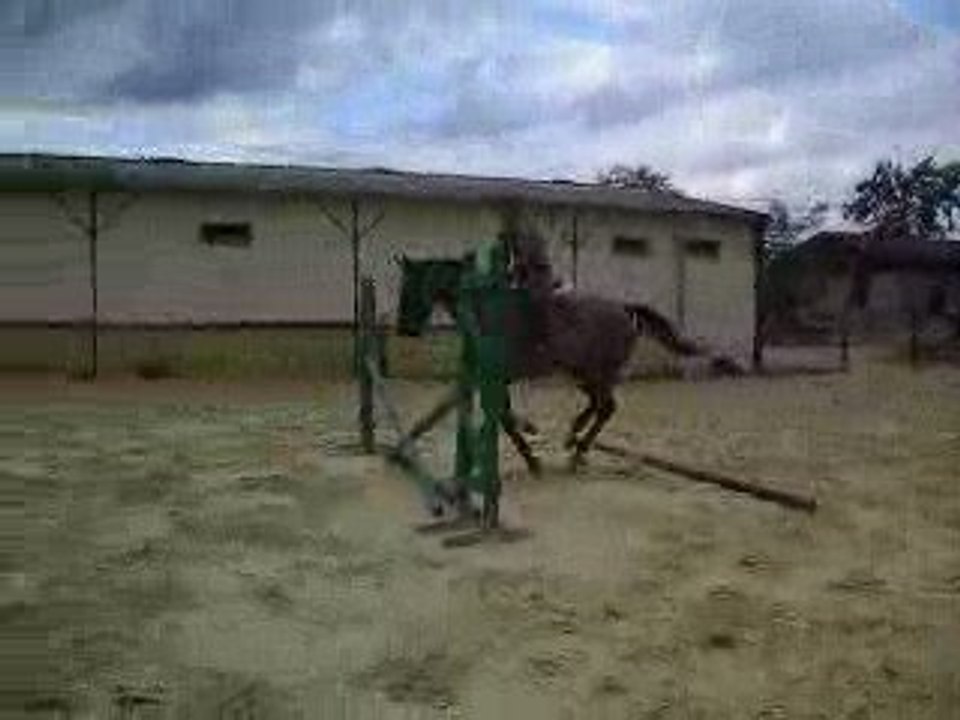 Nitro et moi croix + oxer