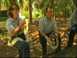 Наезда на питони на Флорида