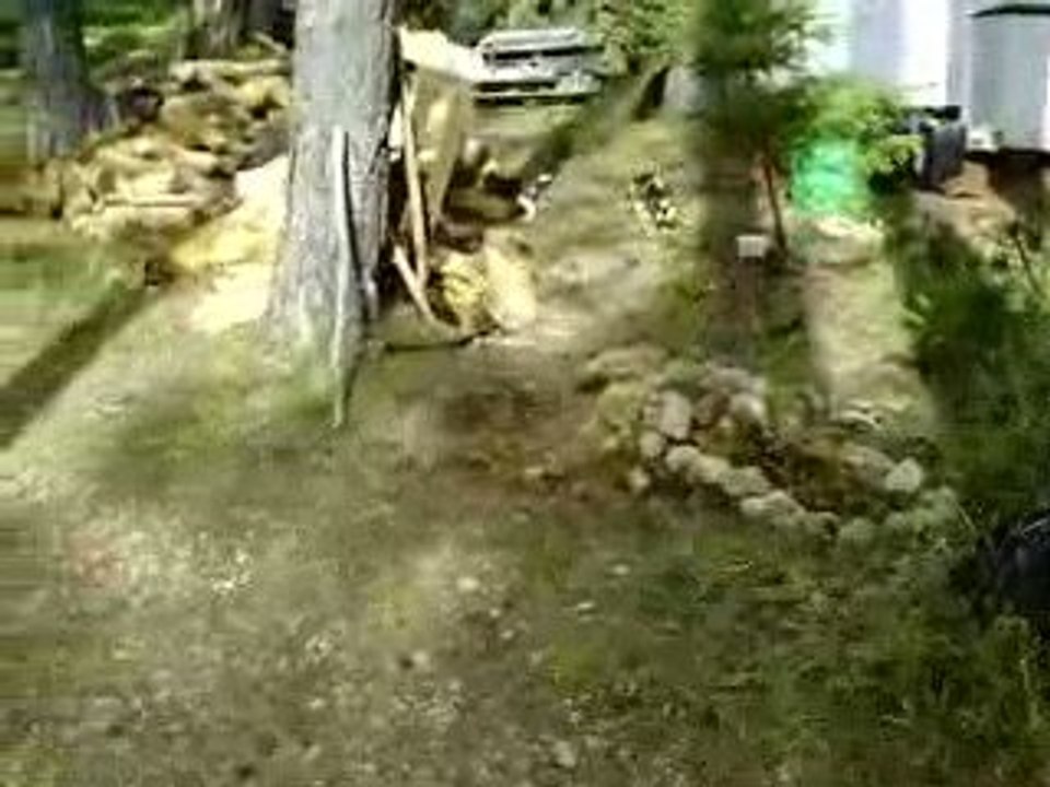 Balade avec les chiots de breska & ulysse (petit beagle)