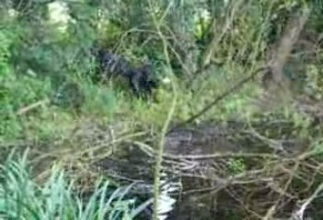 canecorso-a-toute-vitesse