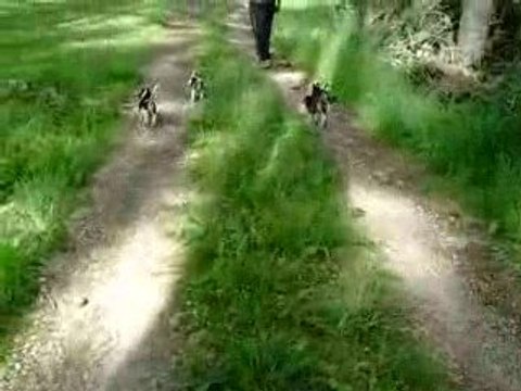 Balade avec les chiots de breska & ulysse (petit beagle)