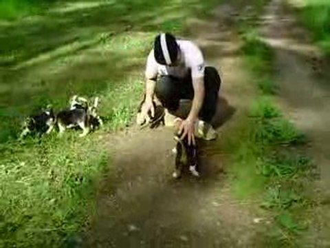 calinous avec les chiots petits beagles