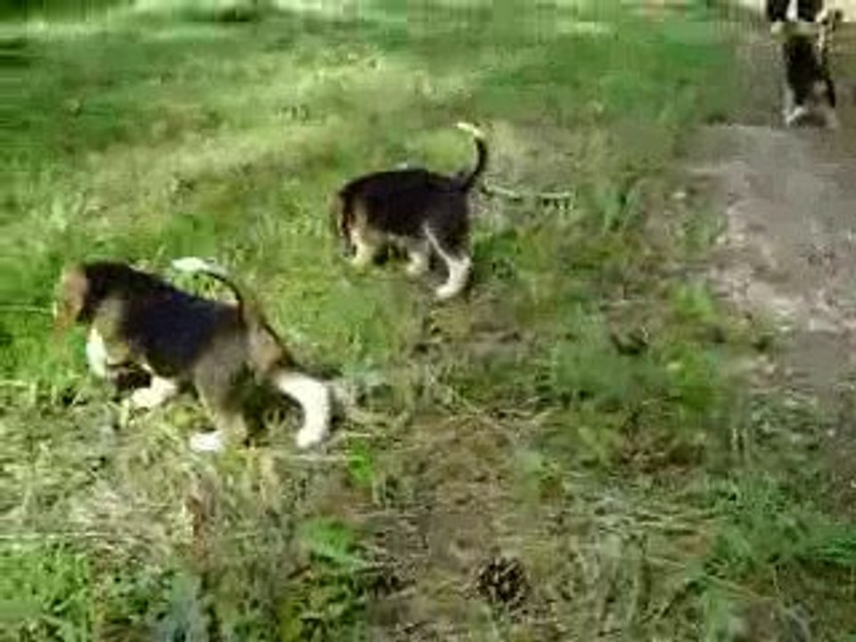 Balade avec les chiots de breska & ulysse (petit beagle)