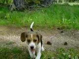 Balade avec les chiots de breska & ulysse (petit beagle)