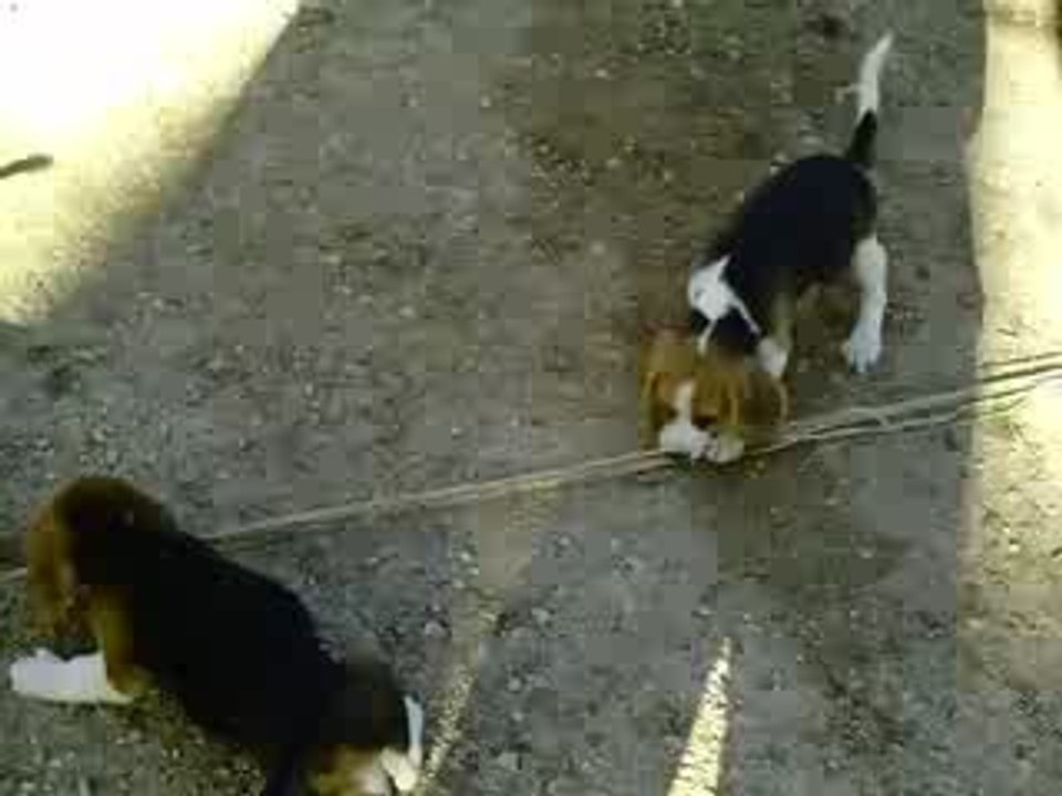 Petit beagle & Ficelle !!!