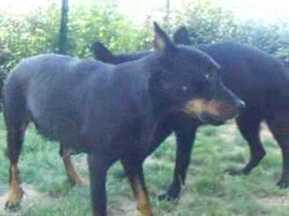 Benjy des Wallabies et Tolède du Domaine Belle Rose
