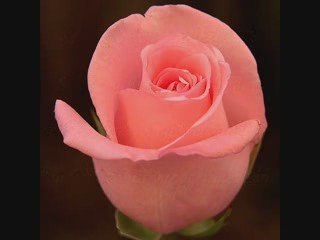 Doğum Günün Kutlu Olsun...