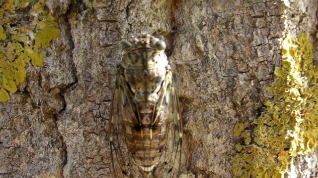 Chants cigales Provence