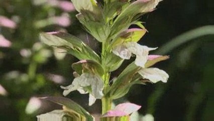 Secrets de Jardins : L'Acanthe