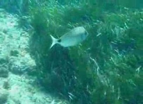 Six fours sars en banc