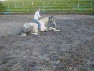 safran couché et à cru