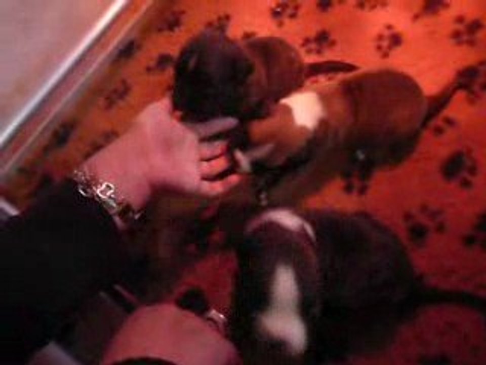 Eole, Ewane & Espionne - boxers, 3 semaines - n°3