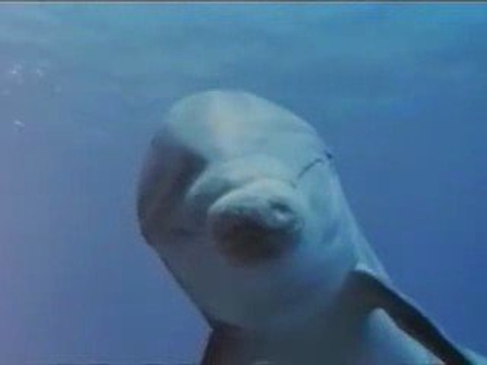 Dolphins and humans - Dauphins et humains3