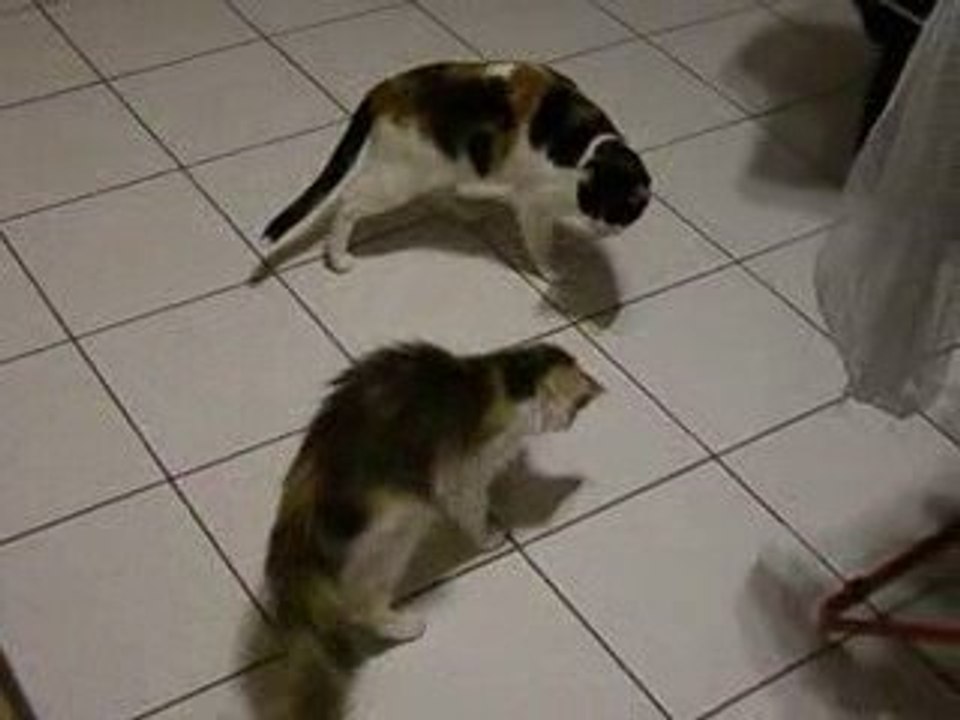LOUNA ET SHAINA TROP RIGOLO