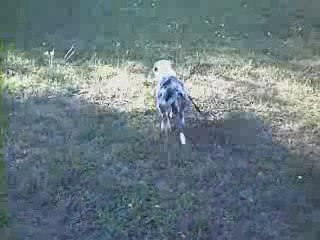 Ice 1er cours club canin