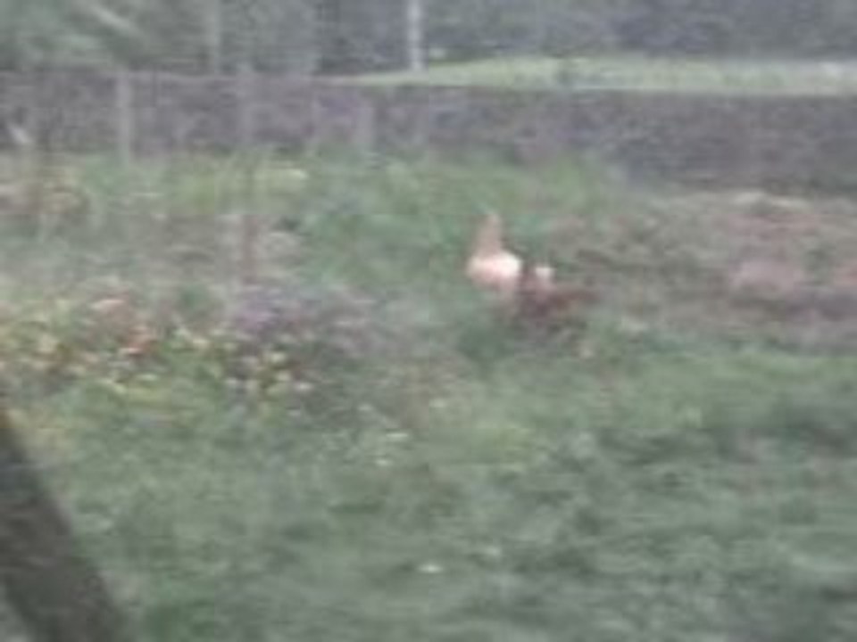 Les poules