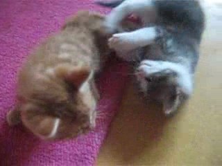 chaton mickey et pepette