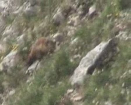 2 marmottes qui s'amusent au Grand Veymont dans le Vercors