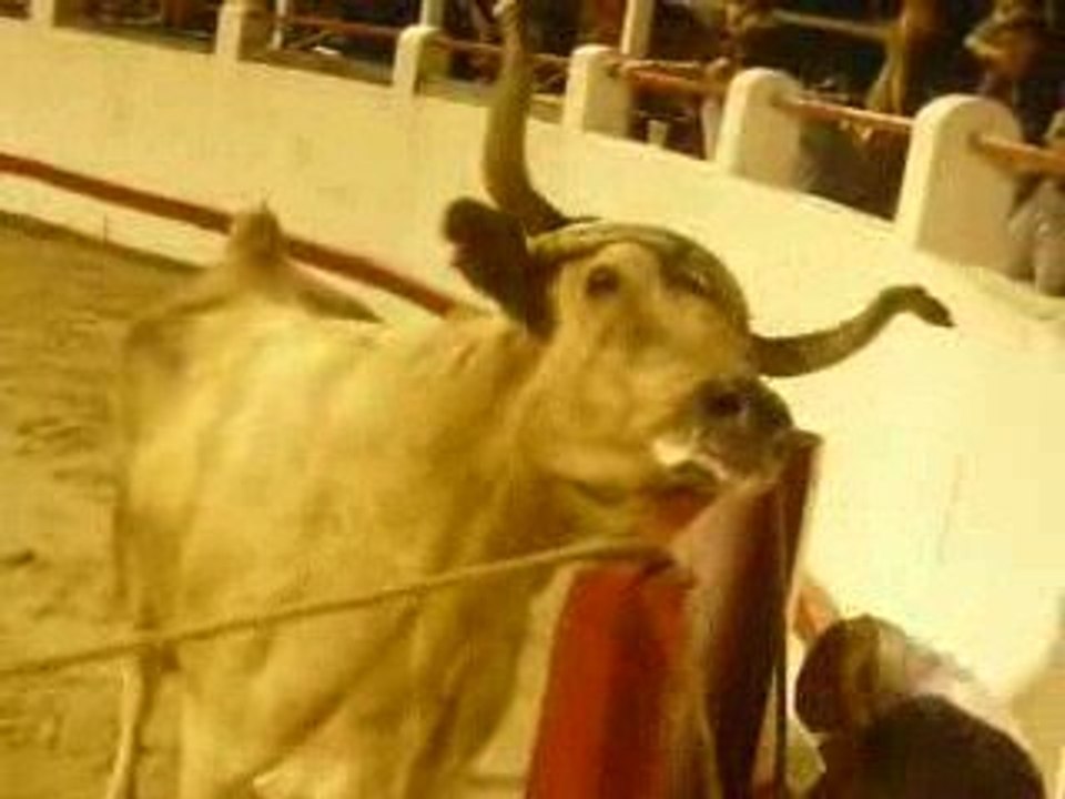 course landaise, Estibeaux, écarteurs