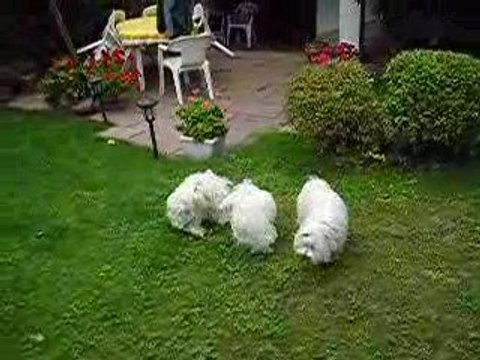 Bichons maltais luttant