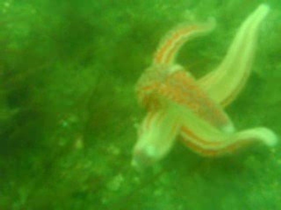 étoile de mer