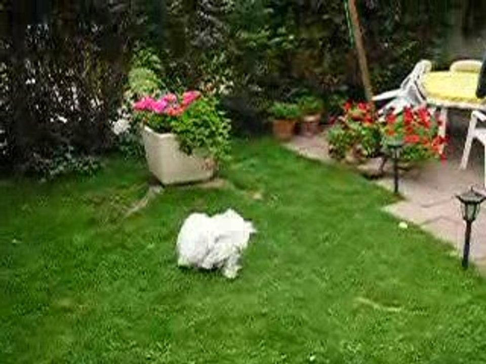 Bichons maltais luttant 2