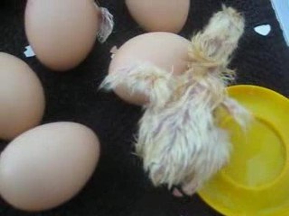 poussins1