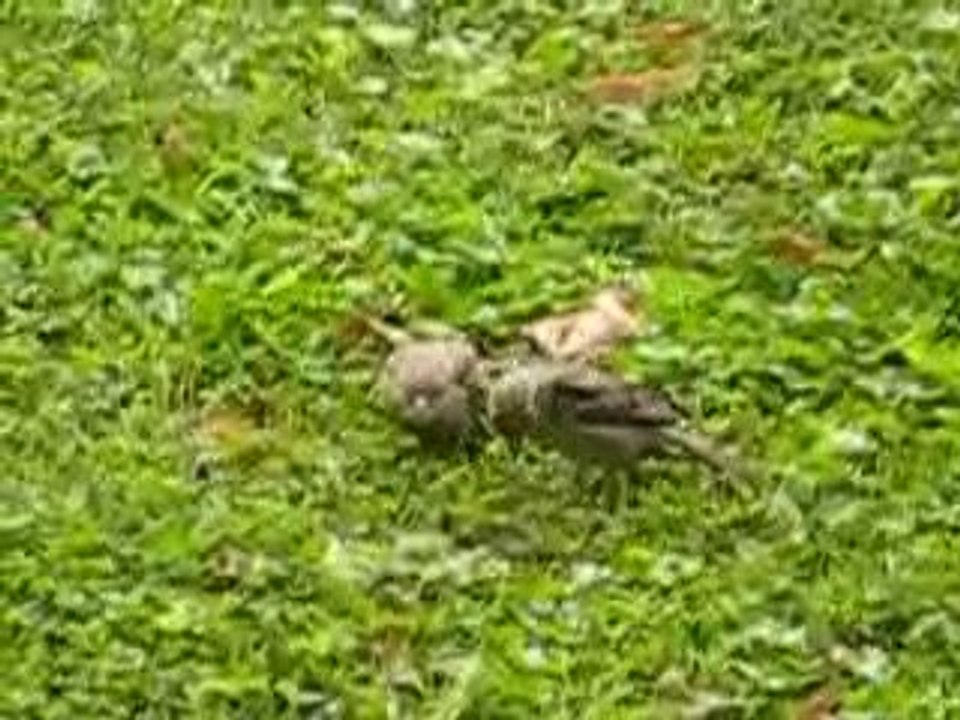 Nourriassge d'un petit moineau par sa maman