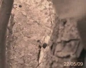 [REC] 2 - Ballade en forêt