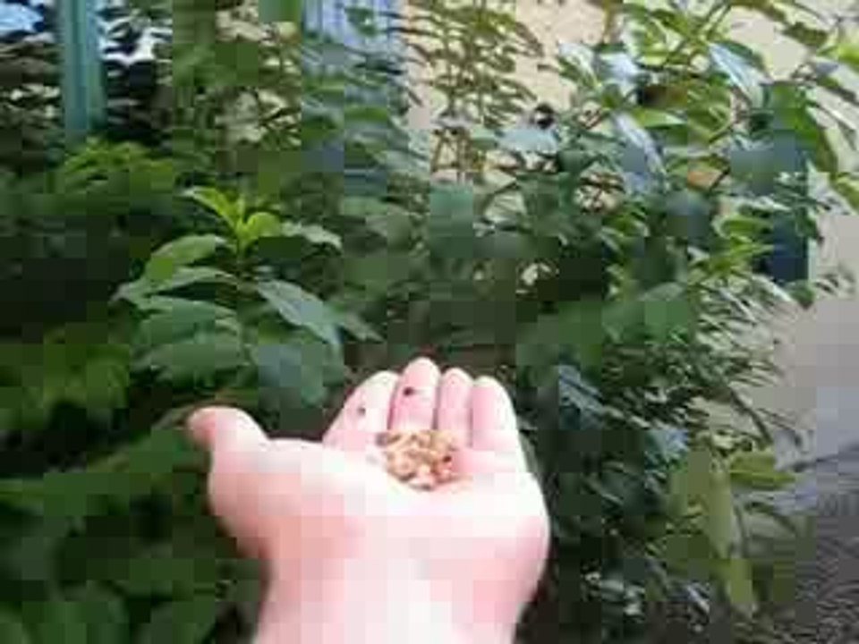 Mésange dans la main