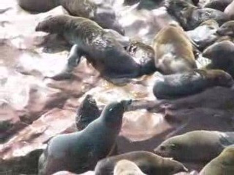 les otaries à fourrures de Cap Cross en Namibie