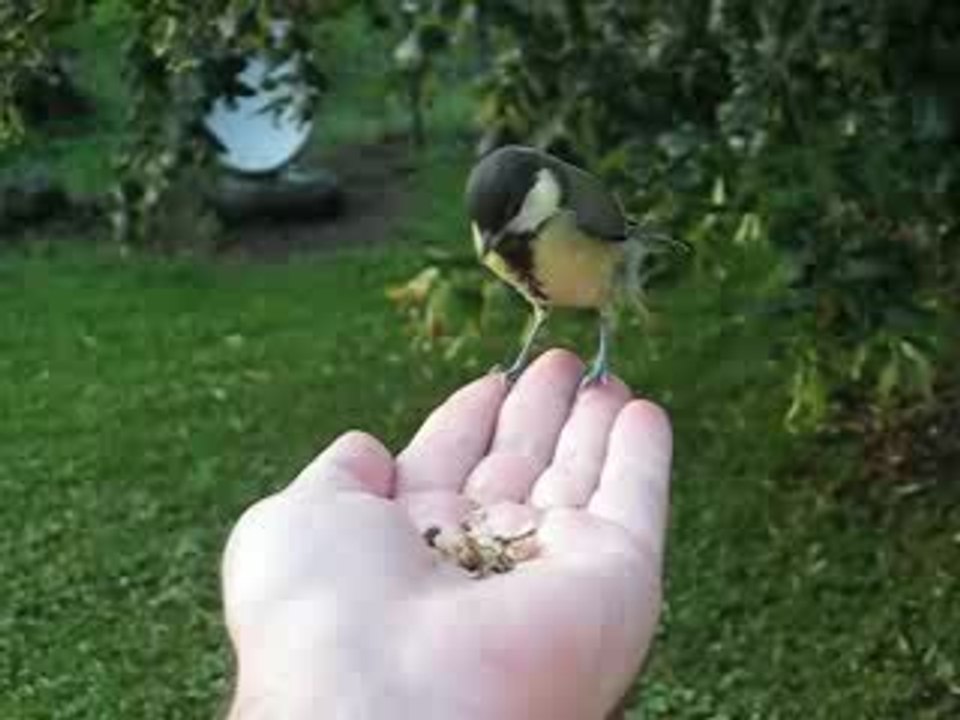 Mésange dans la main