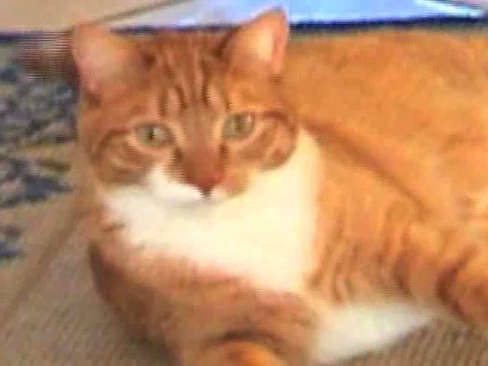 Mylo the Angry Cat