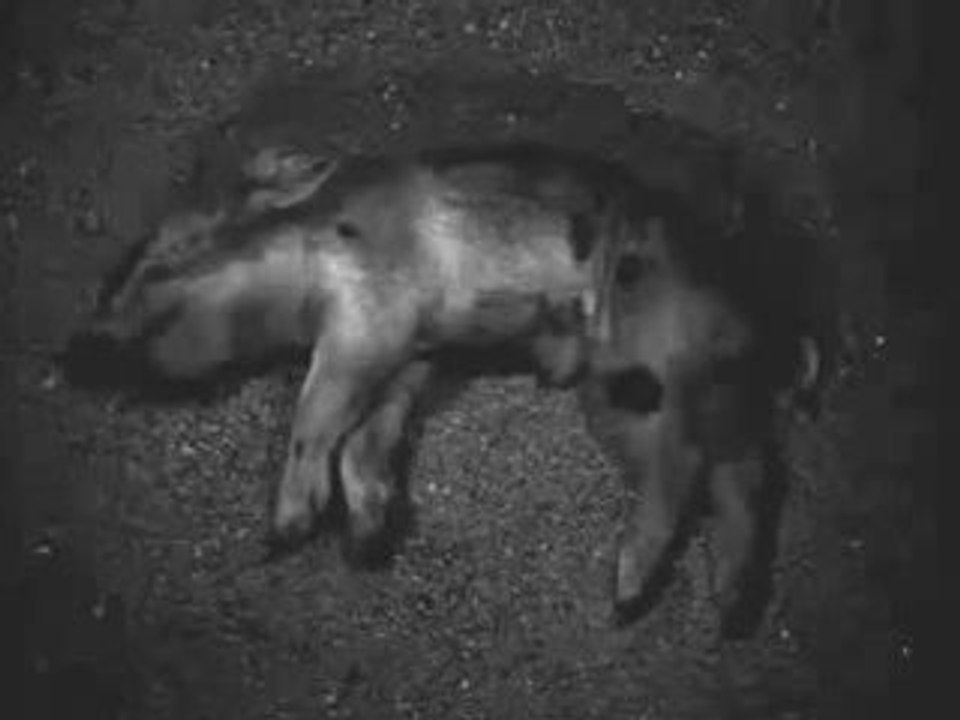 Neurosis & Jarboe - Within