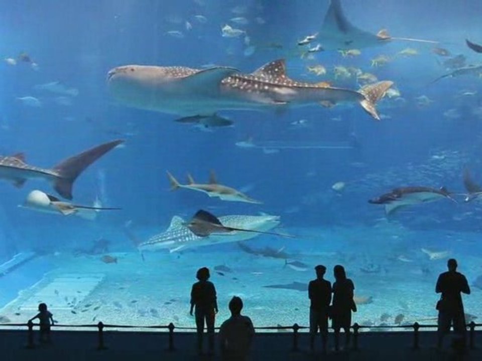Okinawa Churaumi Aquarium