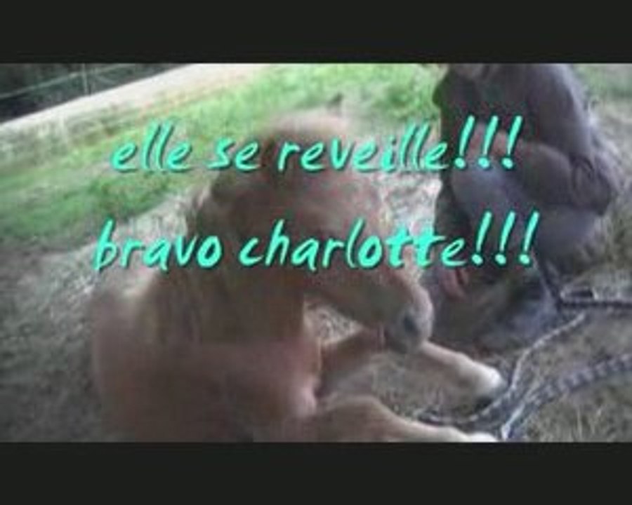 le monde merveilleux de charlotte