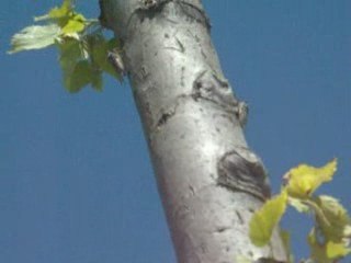 cigales amoureuses part4