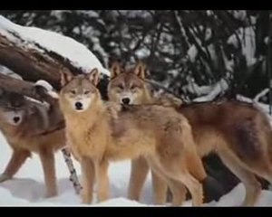 The Moon Song Wolves