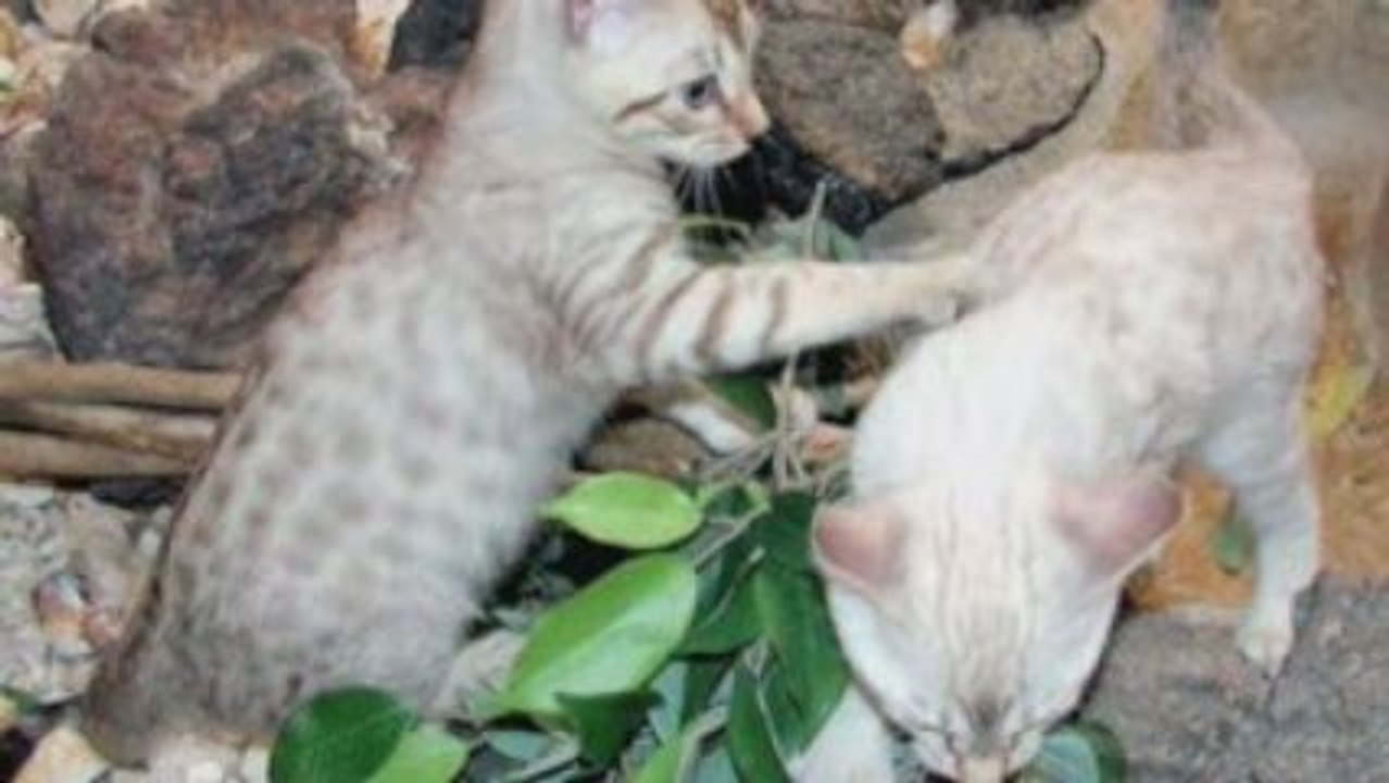 Bengal Cats For Sale