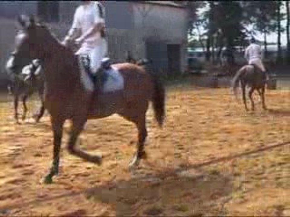 Concours mont de marsan