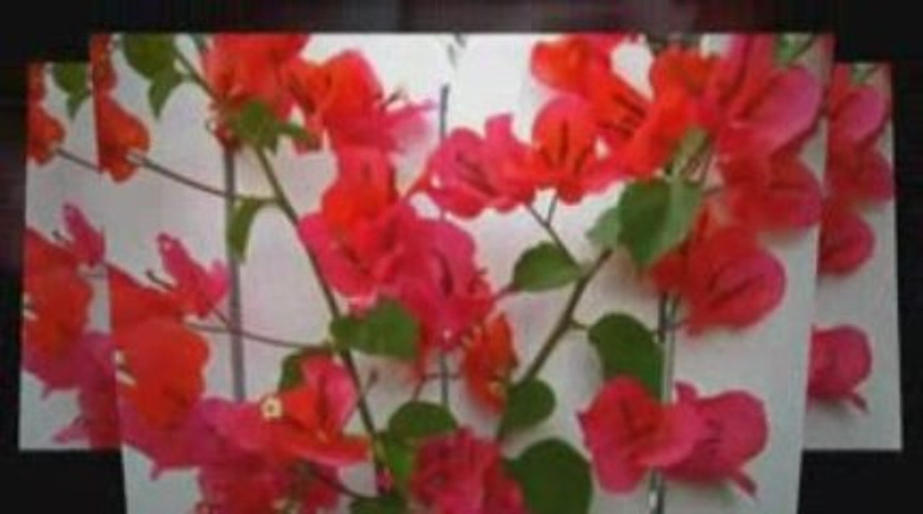 Florida is a Paradise for Children who Enjoy Fairytales